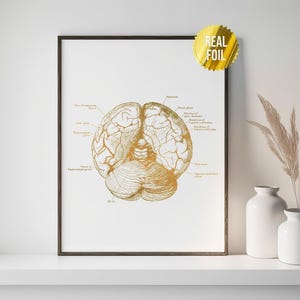 Brain Anatomy Medical Art Foil Print - Neuroscience Art - Medical ...