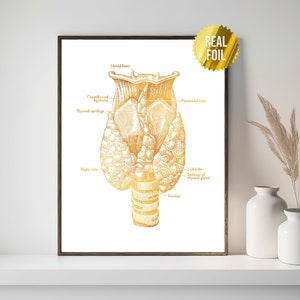 Thyroid Gland Human Anatomy Foil Print - Endocrinologist Gift - Vinatage Anatomy Poster - Endocrinology Art Anatomy Gifts