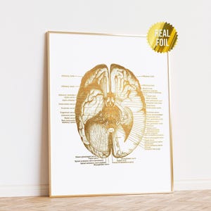 Vintage Brain Anatomy Foil Print Set of 4 - Neuroscience Art ...