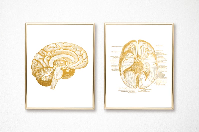 Nursing Student Anatomy Poster Human Brain Anatomy Neuroscience Art Foil Print Set of 2 Medical Student Gift Doctors Office Decor