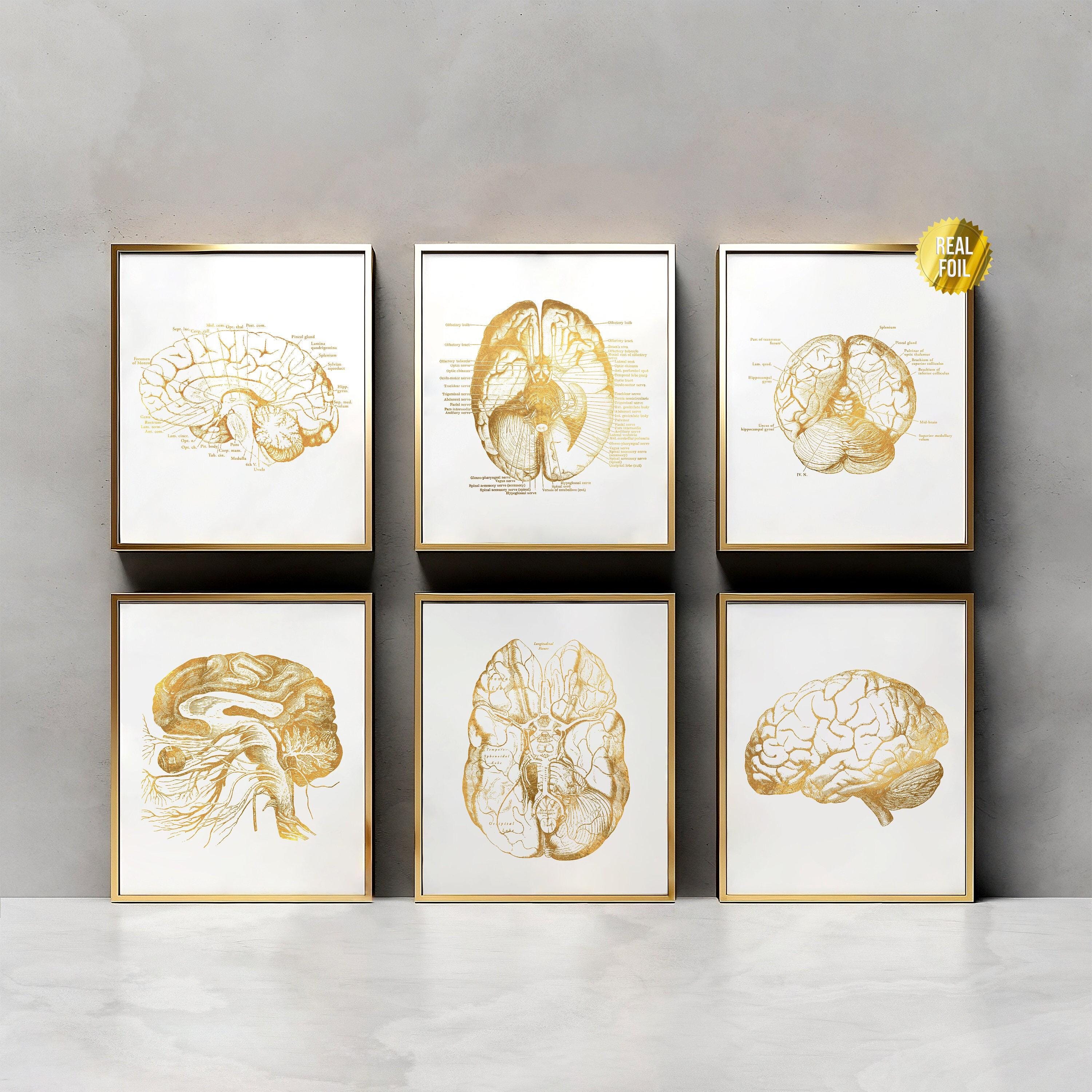 Neuroscience Art Foil Print Set of 6 - Anatomy Poster - Nursing Gifts ...