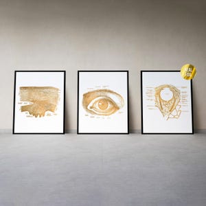 Ophthalmology Eye Anatomy Print Set of 3 - Anatomical Eye Optometrist Office - Optometry Wall Art - Eye Doctor Gift - Anatomical Eye