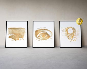 Ophthalmology Eye Anatomy Print Set of 3 - Anatomical Eye Optometrist Office - Optometry Wall Art - Eye Doctor Gift - Anatomical Eye