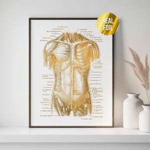 Physical Therapy Human Body Anatomy Foil Print - Massage Therapy Gift - Physical Therapist Gifts - Anatomy Poster - Human Anatomy Art