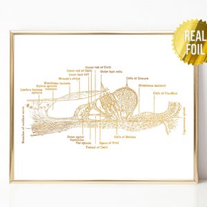 May include: A gold foil print of a cross-section of the human ear, labeled with anatomical terms. The print is framed in a gold frame.
