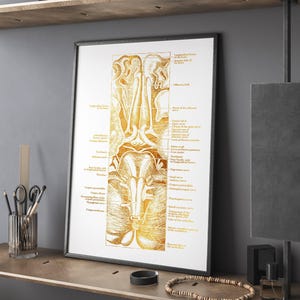 Human Brain Vintage Anatomy Art Foil Print - Psychiatrist Office Decor ...
