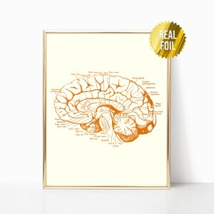 Brain Anatomy Foil Print Set of 4 - Nurse Practitioner Gifts - Social ...