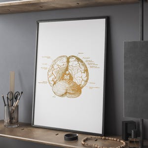 Brain Anatomy Medical Art Foil Print - Neuroscience Art - Medical ...