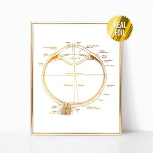 May include: A gold foil print of a cross-section of the human eye with labels for each part. The print is framed in a gold frame.