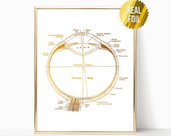 Optometry Wall Art Foil Print - Optometry Eye Anatomy - Optician Office Decor - Optometrist Office - Anatomical Eye - Medical Student Gift