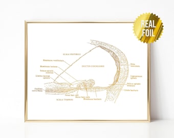 Audiolog Prezent Anatomia ucha Folia drukowana - Plakat anatomiczny - Lekarz laryngolog - Plakat audiologiczny - Dekoracja gabinetu otolaryngologicznego - Sztuka anatomiczna