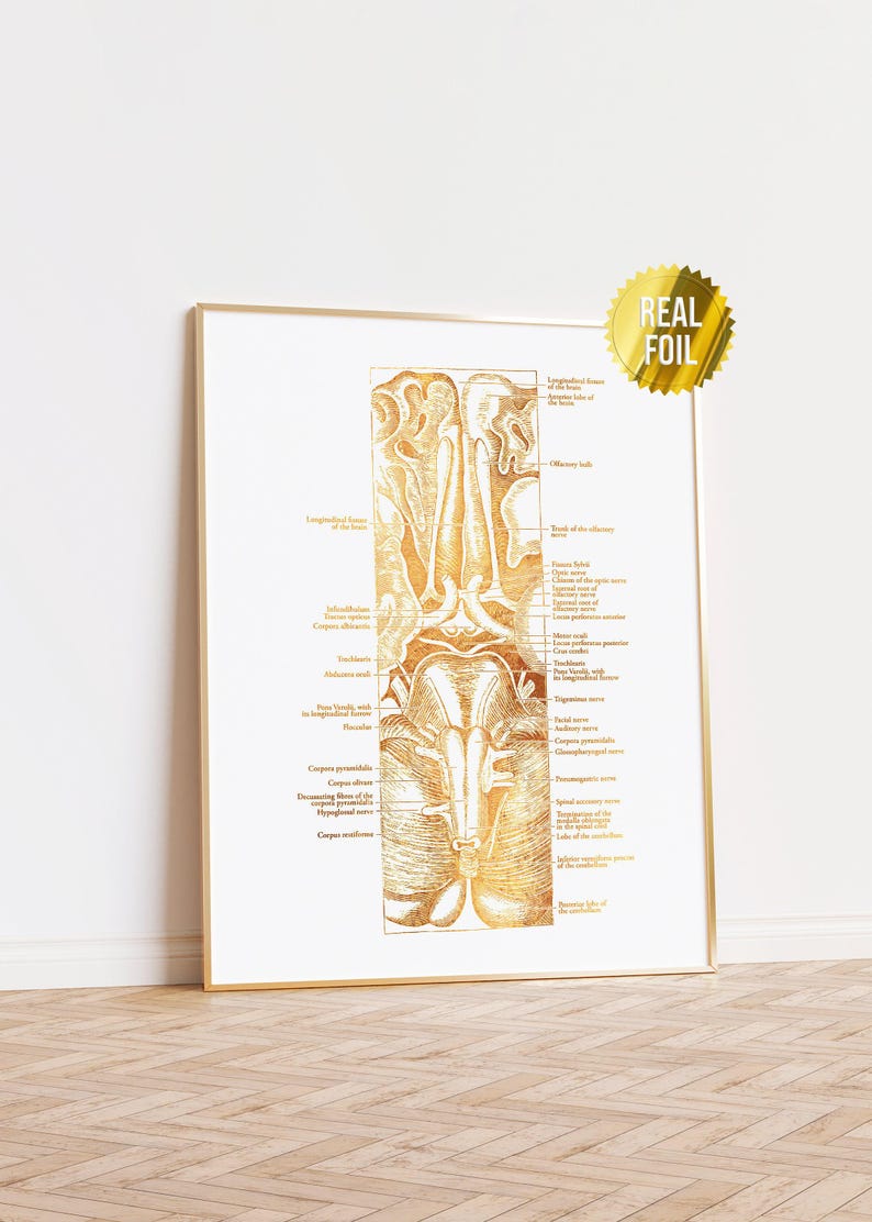 Human Brain Vintage Anatomy Art Foil Print - Psychiatrist Office Decor ...