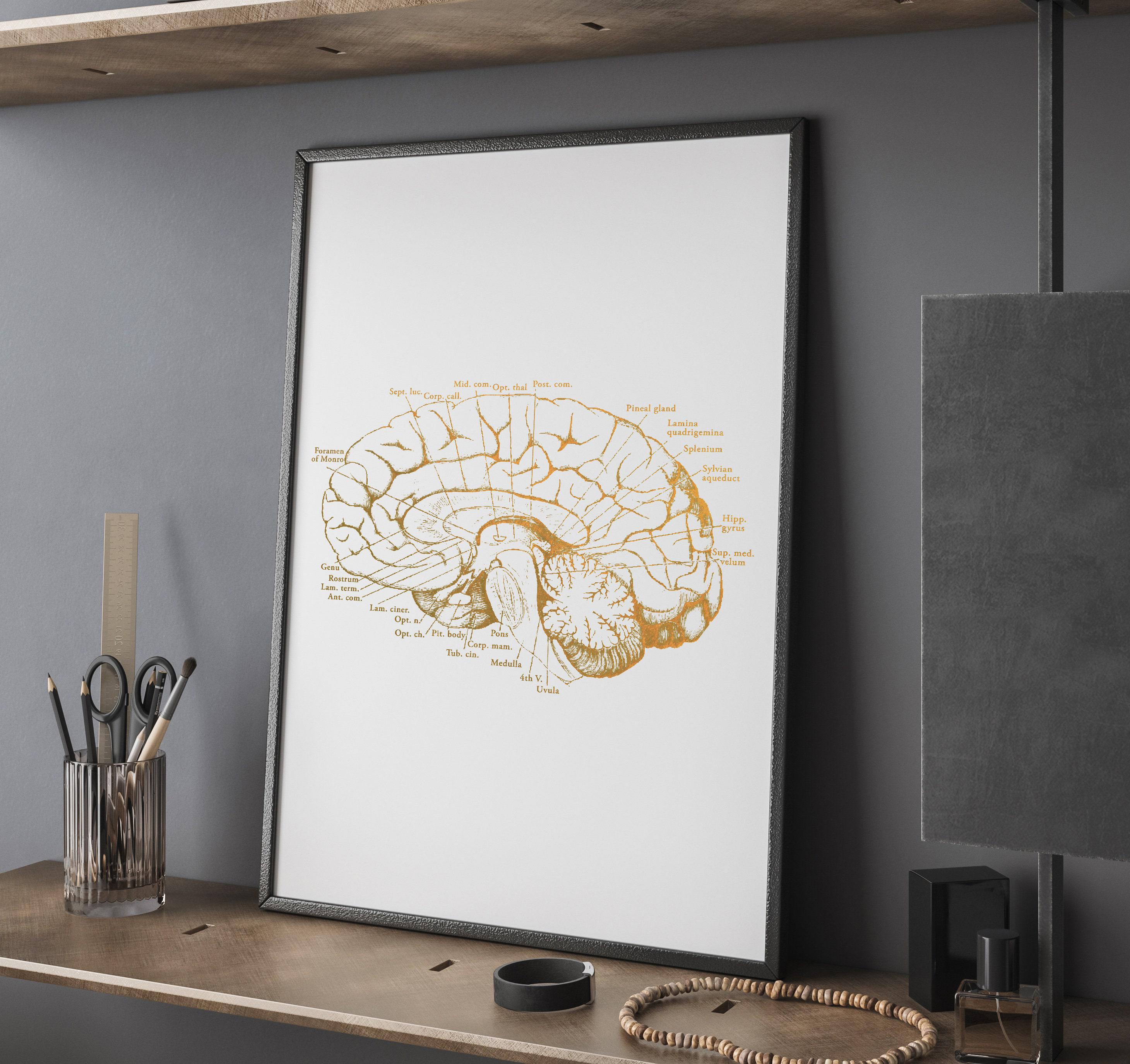 Human Brain Anatomy Art Foil Print - Nursing Student - Doctors Office ...