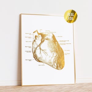 Anatomical Heart Cardiology Foil Print Set of 3 - Human Heart Anatomy ...