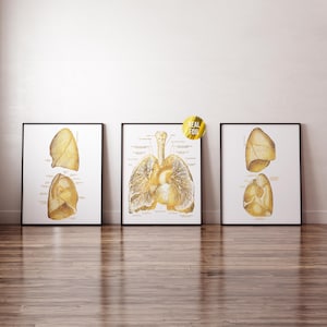 May include: Three gold foil anatomical illustrations of the human lungs. The illustrations are framed and displayed on a white wall. The text "REAL FOIL" is visible in the top center of the image.