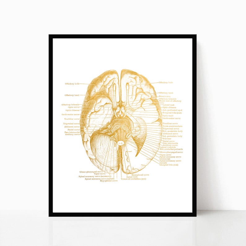 Nursing Student Anatomy Poster Human Brain Anatomy Neuroscience Art Foil Print Set of 2 Medical Student Gift Doctors Office Decor