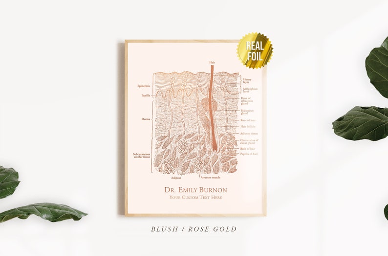 Personalized Skin Anatomy Art Dermatologist Gift Foil Print Etsy