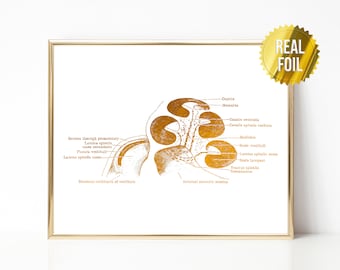 Otolaryngology Anatomy Art Foil Print - Bony Cochlear - Human Anatomy Art - ENT Doctor - Audiologist Office Decor - Medical Student Gift