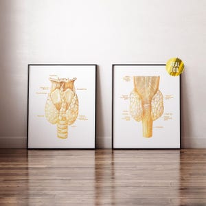 May include: Two anatomical illustrations of the human thyroid gland, printed in gold on white paper, framed in black frames. The illustrations are labeled with anatomical terms.