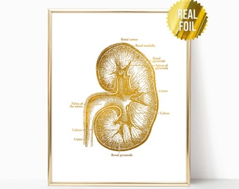 Anatomical Kidney Surgeon Gift Foil Print - Nephrologist - Kidney Transplant Gift - Urology - Human Kidney Art - Kidney Donor Gift