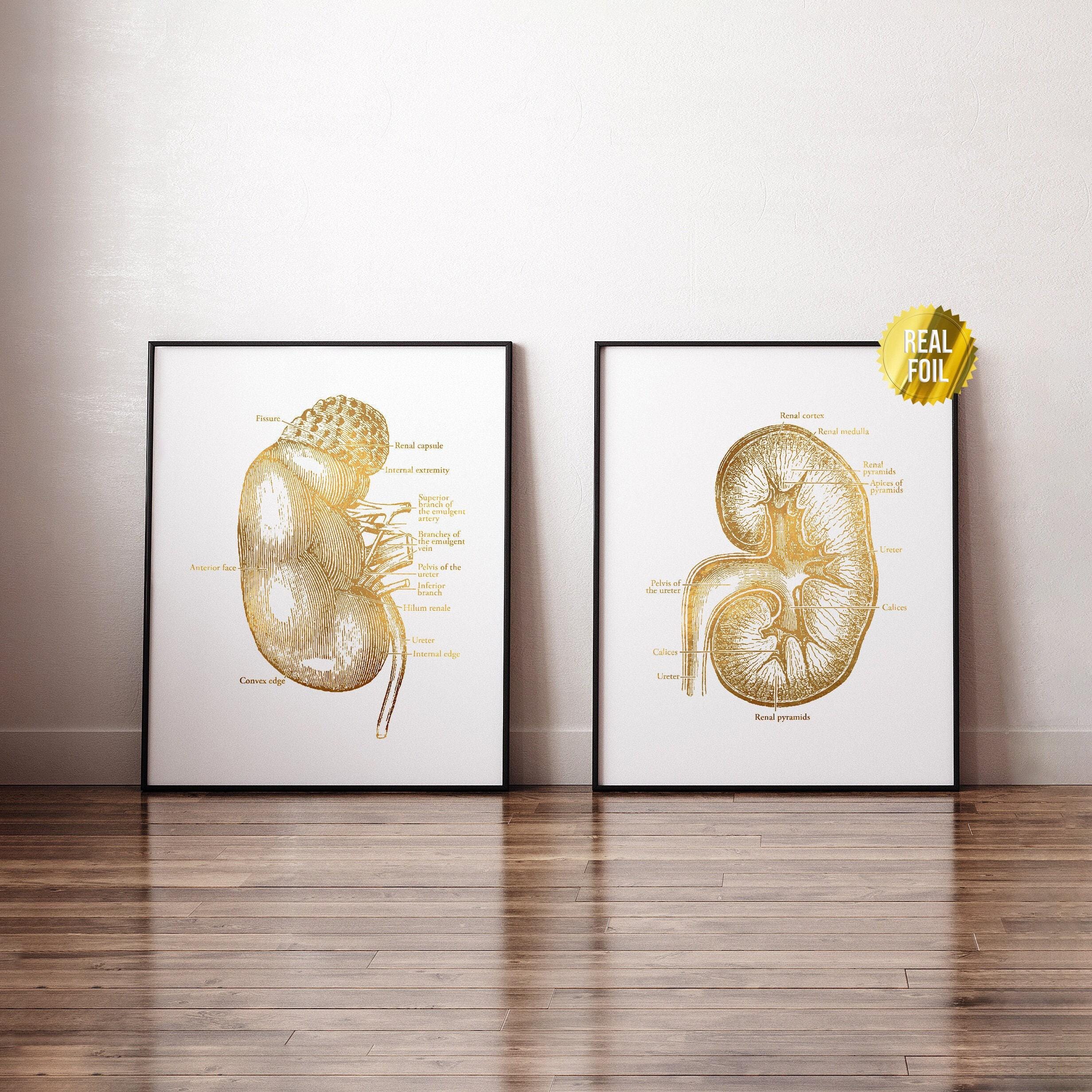 Menschliche Niere Anatomie Foliendruck 2er Set - Krankenschwester Chirurg Chirurg Geschenk - Niere Transplantation - Urologie Nephrologie - Anatomische Niere