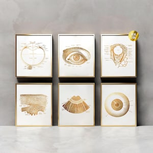 Anatomical Eye Optometrist Foil Print Set of 6 - Vintage Eye Anatomy - Optician Office Decor - Ophthalmology - Eye Clinic Wall Art