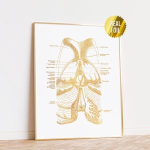 Vintage Brain Anatomy Foil Print Set of 4 - Neuroscience Art ...