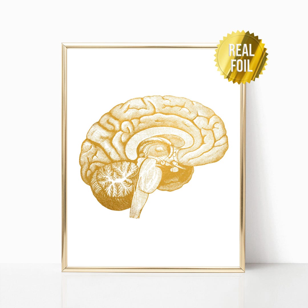 Neuroscience Art Brain Anatomy Foil Print - Medical Student Gift ...
