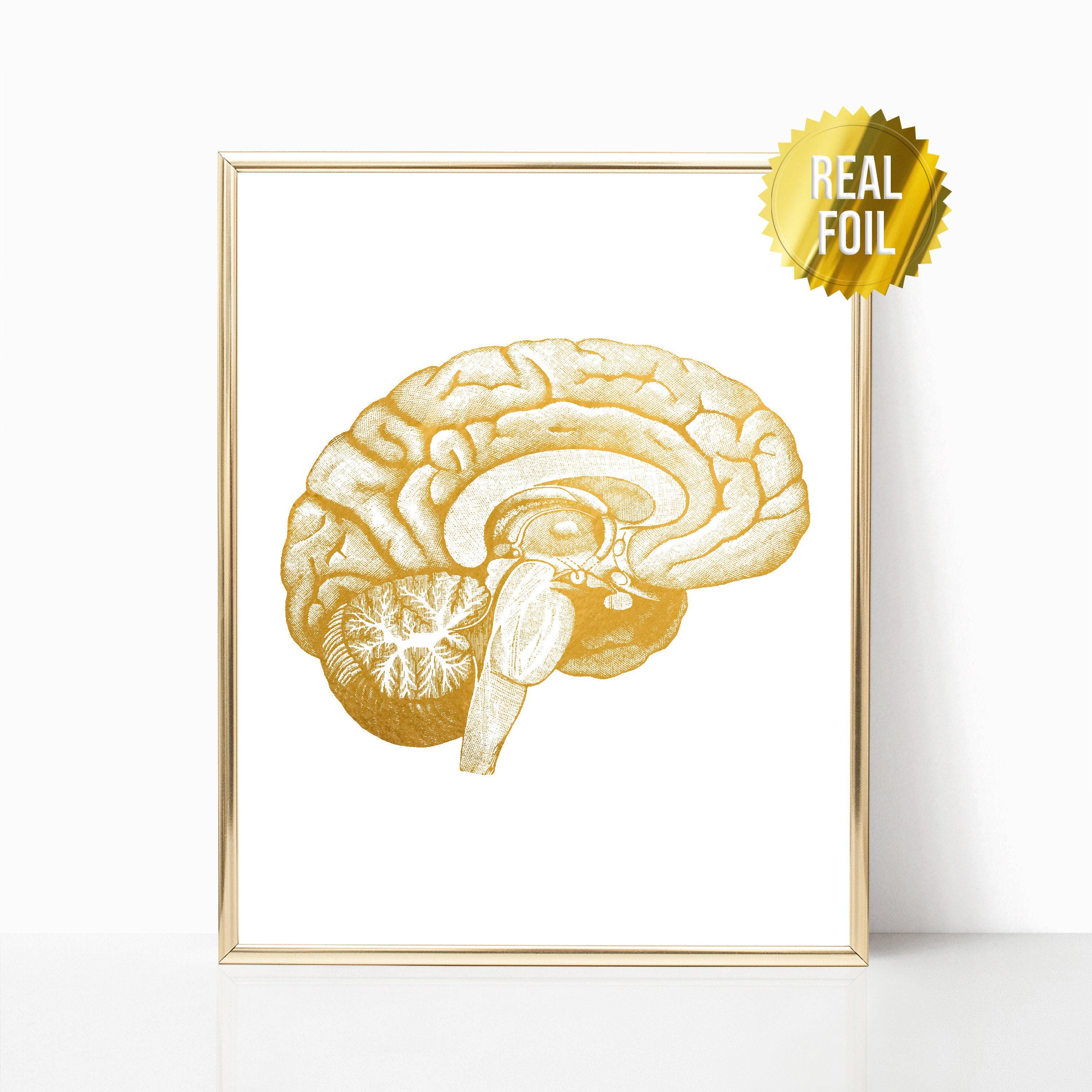 Neuroscience Art Brain Anatomy Foil Print - Medical Student Gift ...