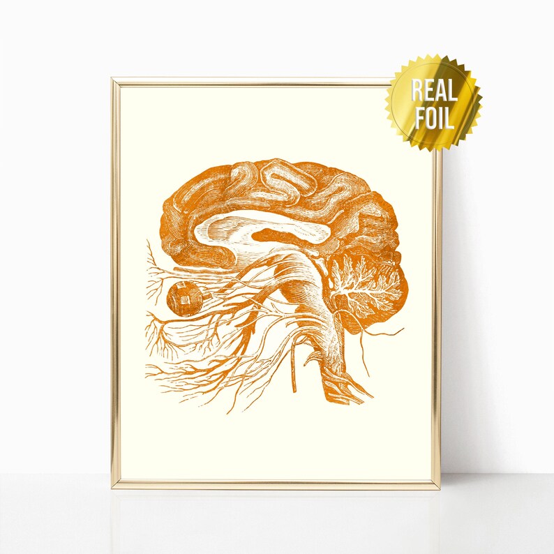 Brain Anatomy Foil Print Set of 4 - Nurse Practitioner Gifts - Social ...