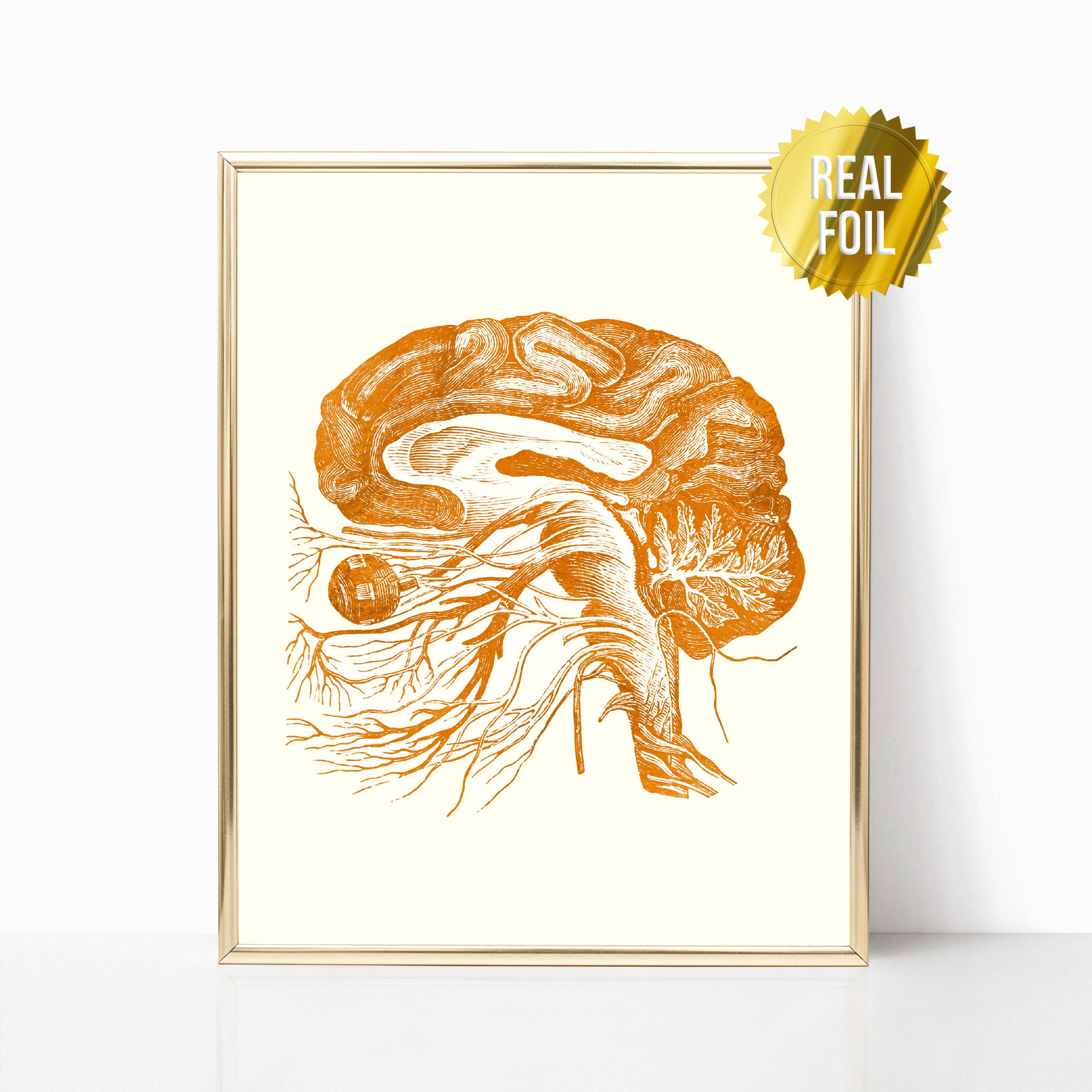 Brain Anatomy Foil Print Set of 4 - Nurse Practitioner Gifts - Social ...