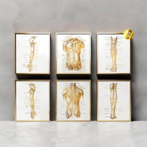Menschlicher Körper Anatomie Massage Therapie Geschenk Foliendruck 6er Set - Menschliche Anatomie Kunst - Physiotherapie - Physiotherapeut Geschenke - Fitnessstudio Wandkunst