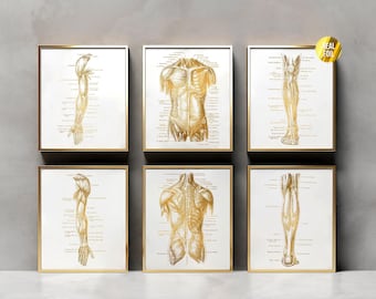 Menschlicher Körper Anatomie Massage Therapie Geschenk Foliendruck 6er Set - Menschliche Anatomie Kunst - Physiotherapie - Physiotherapeut Geschenke - Fitnessstudio Wandkunst