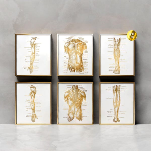 Human Body Anatomy Massage Therapy Gift Foil Print Set of 6 - Human Anatomy Art - Physical Therapy - Physical Therapist Gifts - Gym Wall Art