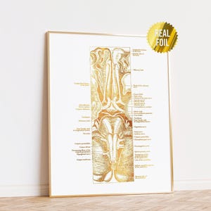 Vintage Brain Anatomy Foil Print Set of 4 - Neuroscience Art ...