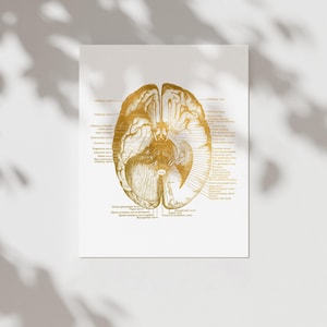Human Brain Anatomy Medical Student Gift Foil Print - Doctors Office ...