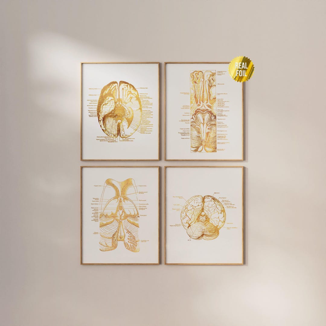 Vintage Brain Anatomy Foil Print Set of 4 - Neuroscience Art ...