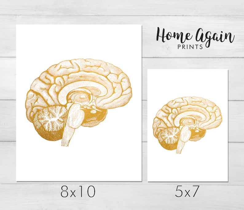 Nursing Student Anatomy Poster Human Brain Anatomy Neuroscience Art Foil Print Set of 2 Medical Student Gift Doctors Office Decor