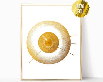 Optician Office Decor Foil Print - Optometry Eye Anatomy - Optometry Wall Art - Optometrist Office - Medical Student Gift - Anatomical Eye