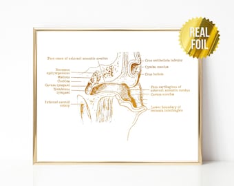 Plakat z audiologią ucha, wydruk foliowy – Anatomiczna sztuka ucha – Wystrój laryngologiczny – Prezent dla audiologa – Lekarz laryngolog – Sztuka anatomii człowieka