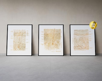 Kosmetikerin Haut Anatomie Art Foil Print 3er Set - Dermatologen Geschenk - Hautpflege Medizinische Kunst - Medizinstudierende Geschenk - Anatomie Poster