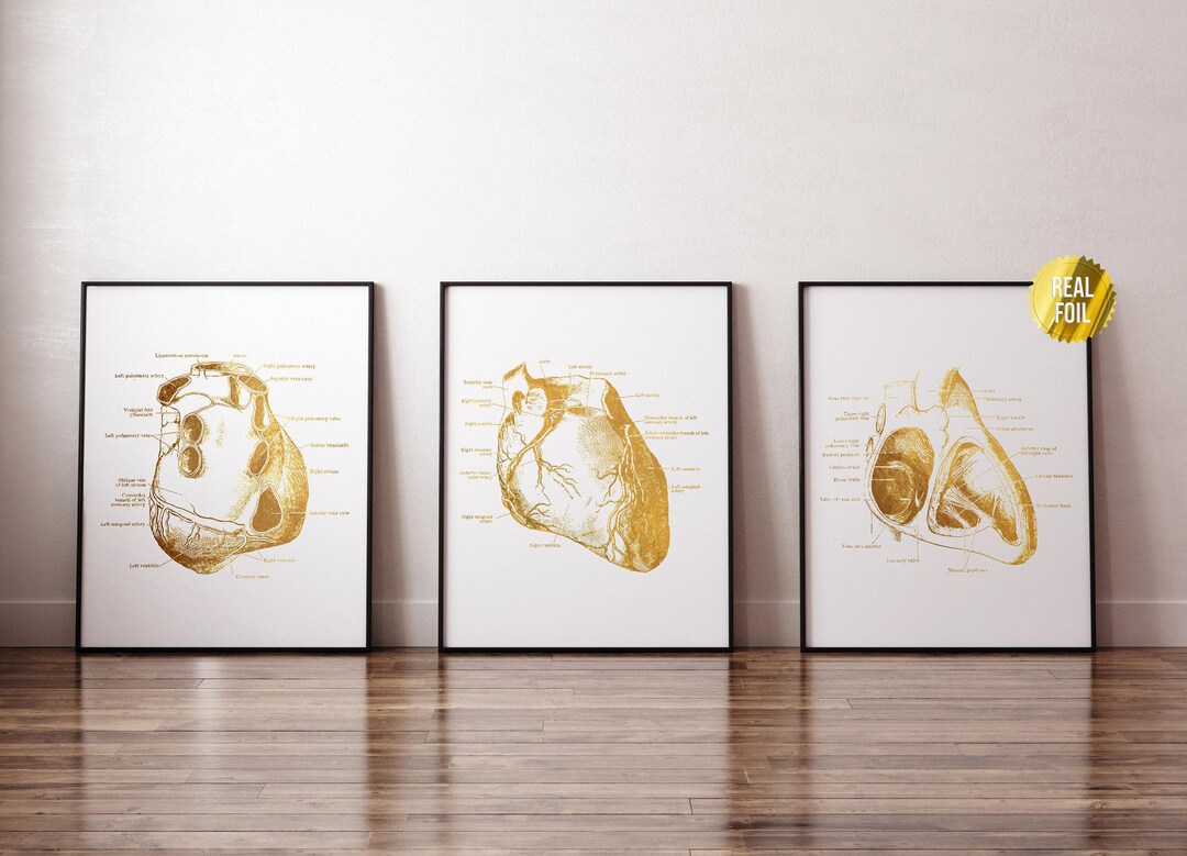 Anatomical Heart Cardiology Foil Print Set of 3 - Human Heart Anatomy ...