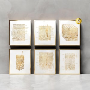 Lot de 6 imprimés artistiques sur l&#39;anatomie de la peau - Décoration esthéticienne - Poster anatomie - Cadeau dermatologue - Art d&#39;histologie de la peau - Art de dermatologie