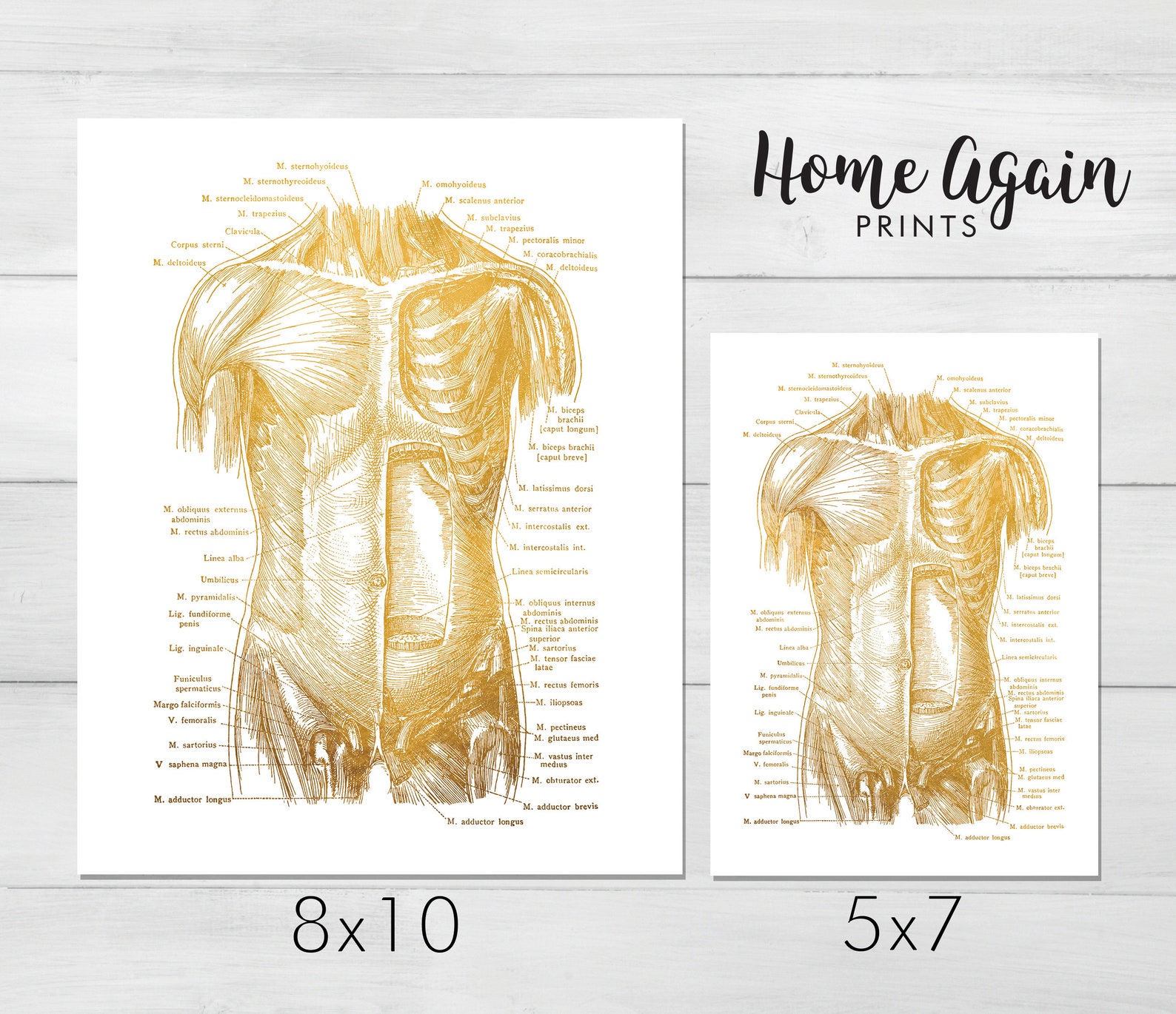 Therapy Anatomy Charts