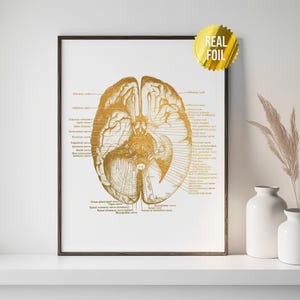 Impresión en lámina de anatomía del cerebro humano para estudiantes de medicina - Decoración para consultorios médicos - Arte en neurociencia - Estudiante de enfermería - Póster de anatomía