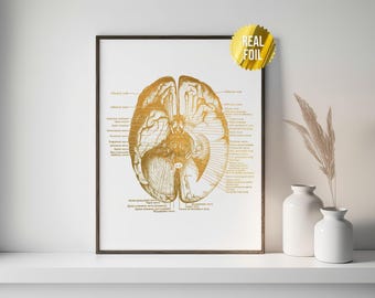 Menschliches Gehirn Anatomie Medizin Studenten Geschenk Foliendruck - Ärzte Büro Dekor - Neurowissenschaftliche Kunst - Krankenpflege Studenten - Anatomie Poster