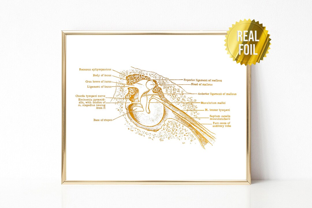 ENT Doctor Anatomical Ear Foil Print - Ear Art Print - Human Anatomy ...