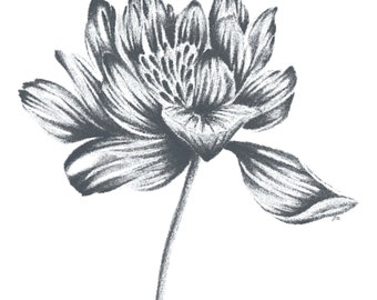 Floral Drawing - Digital Download