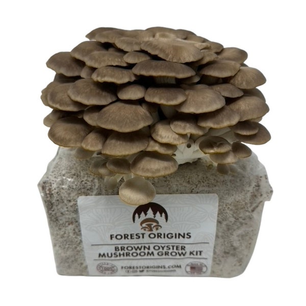 Brown Oyster Mushroom Grow Kit, Beginner Friendly and Easy to Use, Grows in 10 Days | Top Gardening Gift, Holiday Gift, Fungi & Unique Gift