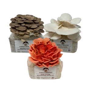 Specialty Trio Oyster Mushroom Grow Kit 3-Pack Variety - Beginner Friendly and Easy to Use - Top Gardening Gift, Holiday Gift & Unique Gift